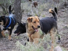 SCHOKI, Hund, Mischlingshund in Spanien - Bild 4