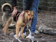 SCHOKI, Hund, Mischlingshund in Spanien - Bild 5