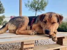 SCHOKI, Hund, Mischlingshund in Spanien - Bild 6
