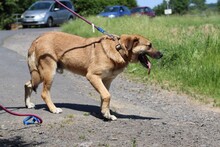 DAKOM, Hund, Deutscher Schäferhund-Labrador-Mix in Lohra-Reimershausen - Bild 2