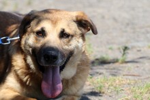 DAKOM, Hund, Deutscher Schäferhund-Labrador-Mix in Lohra-Reimershausen - Bild 4