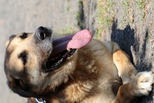 DAKOM, Hund, Deutscher Schäferhund-Labrador-Mix in Lohra-Reimershausen - Bild 5