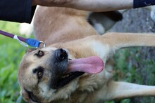 DAKOM, Hund, Deutscher Schäferhund-Labrador-Mix in Lohra-Reimershausen - Bild 6
