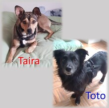 TAIRA, Hund, Mischlingshund in Bulgarien - Bild 1