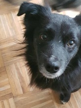 TOTO, Hund, Mischlingshund in Bulgarien - Bild 3