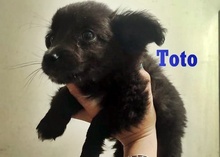 TOTO, Hund, Mischlingshund in Bulgarien - Bild 6