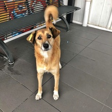 JAMBA, Hund, Mischlingshund in Bulgarien - Bild 2
