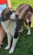 KODA, Hund, Herdenschutzhund-Mix in Gefrees - Bild 6