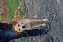 SIRCO, Hund, Mischlingshund in Lohra-Reimershausen - Bild 1