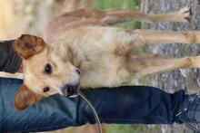 SIRCO, Hund, Mischlingshund in Lohra-Reimershausen - Bild 4