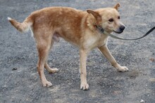 SIRCO, Hund, Mischlingshund in Lohra-Reimershausen - Bild 5