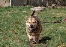 GORDON, Hund, Mischlingshund in Bulgarien - Bild 2