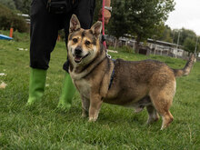 GORDON, Hund, Mischlingshund in Bulgarien - Bild 3