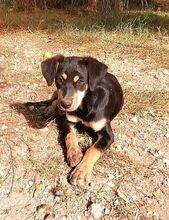 BIRKA, Hund, Mischlingshund in Griechenland - Bild 1