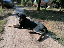BIRKA, Hund, Mischlingshund in Griechenland - Bild 2