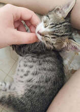 BOBBY, Katze, Hauskatze in Griechenland - Bild 10