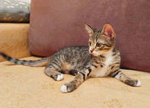 BOBBY, Katze, Hauskatze in Griechenland - Bild 14