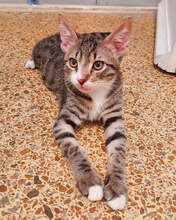 BOBBY, Katze, Hauskatze in Griechenland - Bild 3