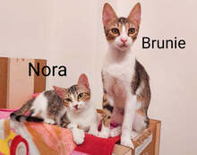 BRUNIE, Katze, Hauskatze in Griechenland - Bild 1
