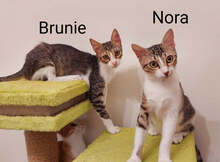 BRUNIE, Katze, Hauskatze in Griechenland - Bild 2