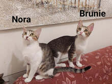 BRUNIE, Katze, Hauskatze in Griechenland - Bild 3