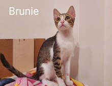BRUNIE, Katze, Hauskatze in Griechenland - Bild 5