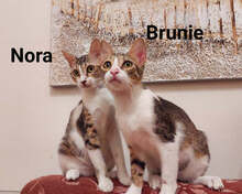 BRUNIE, Katze, Hauskatze in Griechenland - Bild 7