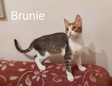 BRUNIE, Katze, Hauskatze in Griechenland - Bild 8