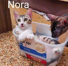 NORA, Katze, Hauskatze in Griechenland - Bild 6