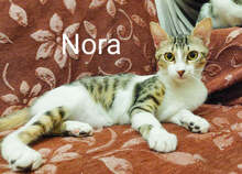 NORA, Katze, Hauskatze in Griechenland - Bild 9