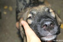LUKE, Hund, Mischlingshund in Rumänien - Bild 2