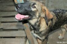 LUKE, Hund, Mischlingshund in Rumänien - Bild 5