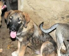 LUKE, Hund, Mischlingshund in Rumänien - Bild 6
