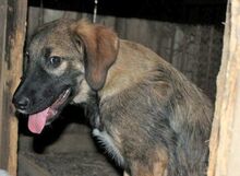 LUKE, Hund, Mischlingshund in Rumänien - Bild 7