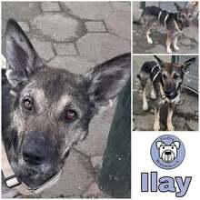 ILAY, Hund, Mischlingshund in Ostramondra - Bild 1