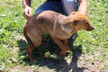 VIN, Hund, Mischlingshund in Lohra-Reimershausen - Bild 3