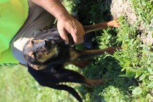 CANUTH, Hund, Mischlingshund in Lohra-Reimershausen - Bild 5
