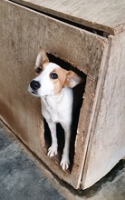 BONARIA, Hund, Mischlingshund in Italien - Bild 19