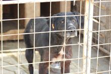 TAAVI, Hund, Mischlingshund in Rumänien - Bild 3