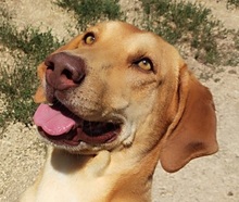 CORRADO, Hund, Mischlingshund in Italien - Bild 1