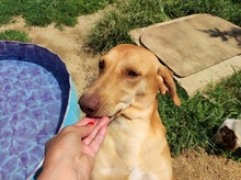 CORRADO, Hund, Mischlingshund in Italien - Bild 2
