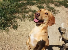 CORRADO, Hund, Mischlingshund in Italien - Bild 6