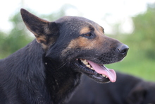 HAPPY, Hund, Mischlingshund in Rumänien - Bild 1