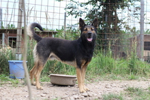 HAPPY, Hund, Mischlingshund in Rumänien - Bild 2