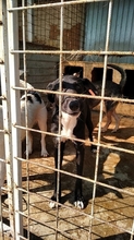 TATZ, Hund, Mischlingshund in Rumänien - Bild 2