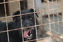 SCOTT, Hund, Mischlingshund in Rumänien - Bild 1