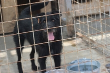 SCOTT, Hund, Mischlingshund in Rumänien - Bild 2