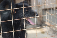 SCOTT, Hund, Mischlingshund in Rumänien - Bild 3