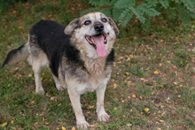 SANTO, Hund, Mischlingshund in Kroatien - Bild 1
