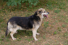 SANTO, Hund, Mischlingshund in Kroatien - Bild 2